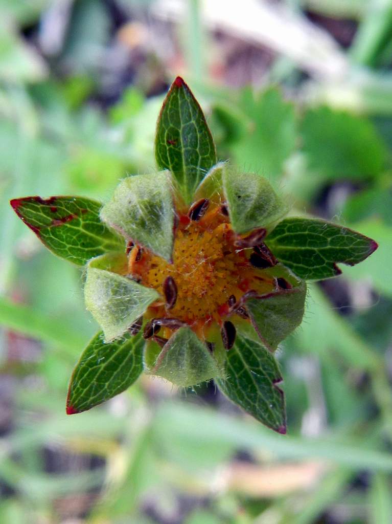 Potentilla reptans